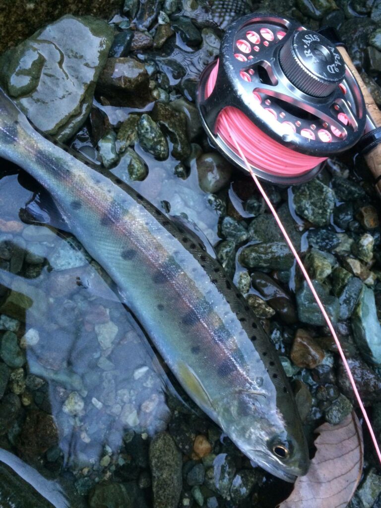 パパと子の役立つ釣り情報│Ikupapa's blog